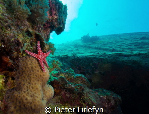 seastar by Pieter Firlefyn 